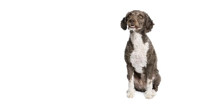 Spanish Water Dog