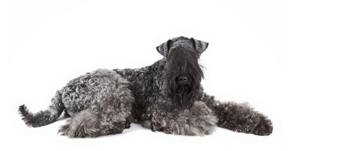 Kerry Blue Terrier