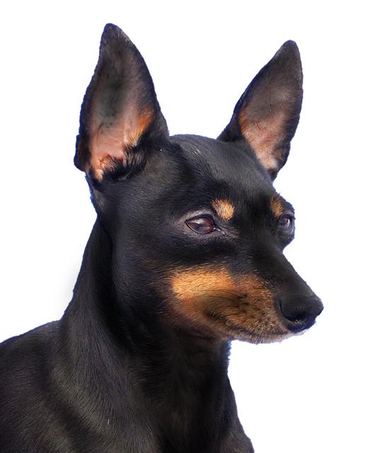 English deals toy terrier