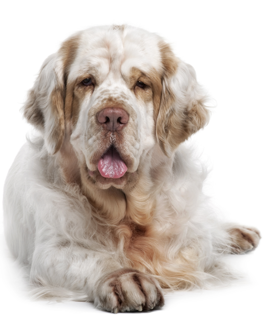 Clumber Spaniel