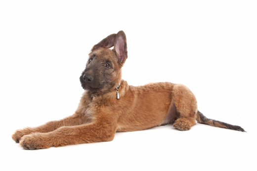 Belgian Shepherd Laekenois