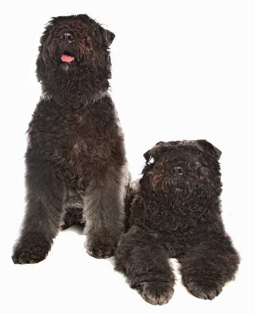 Bouvier des Flandres