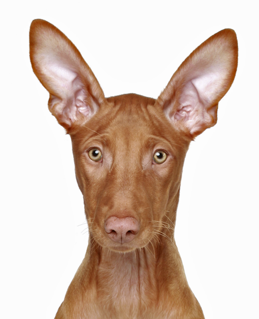 egyptian pharaoh hound