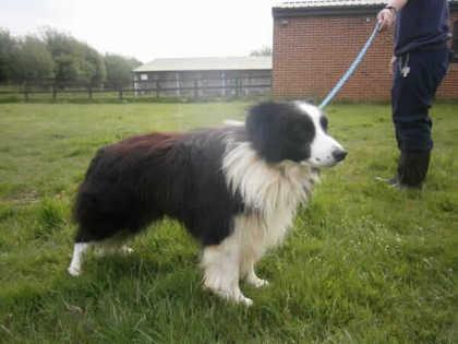Can Rory Be A Dogs Name Can Rory Be A Dogs Name