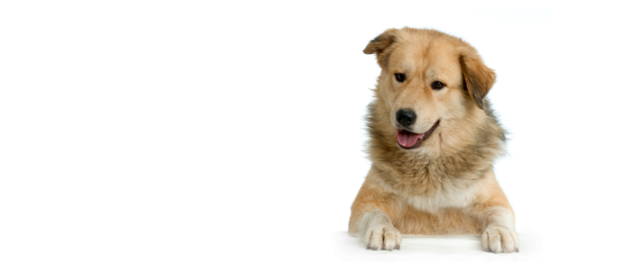 Anatolian Shepherd Dog