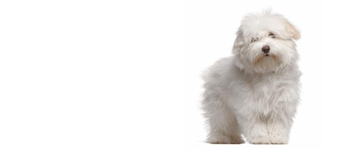 Coton de Tulear