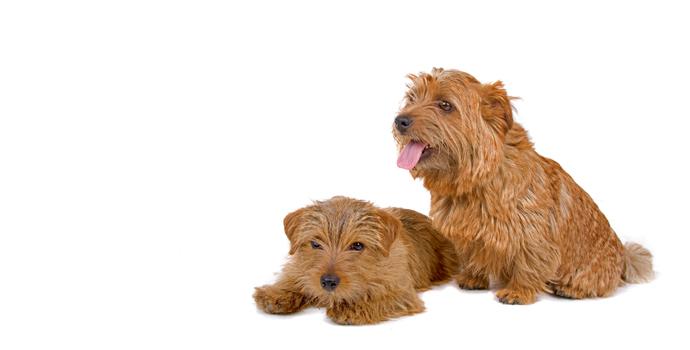 Norfolk Terrier