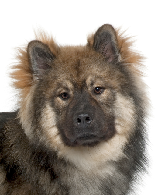 Eurasier breed information | Noah's Dogs