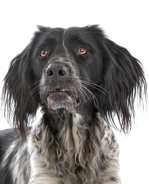 german dog munsterlander