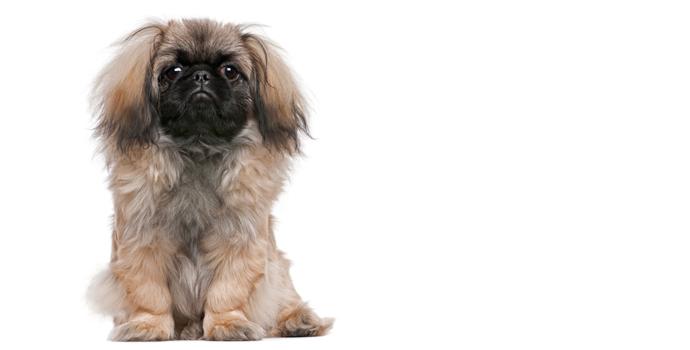 Pekingese