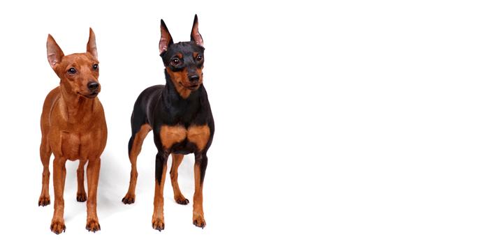 Miniature Pinscher