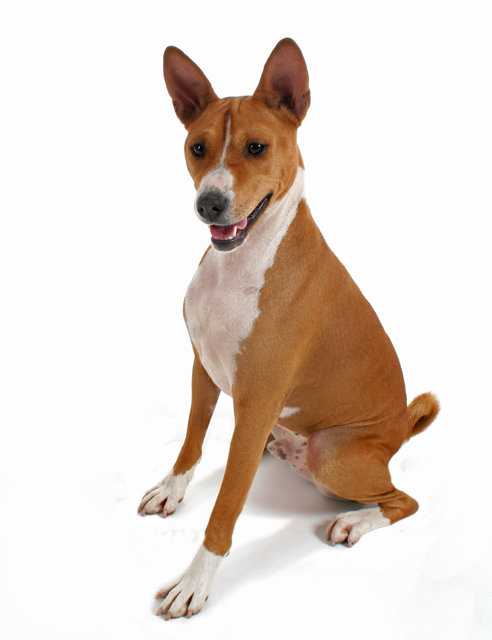 Basenji