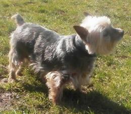 Tuppy
