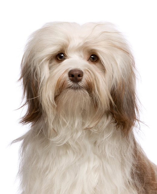 dog breed havanese puppy