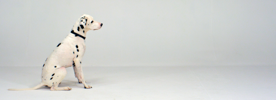 Dalmatian