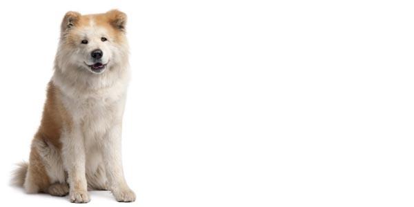 Japanese Akita inu