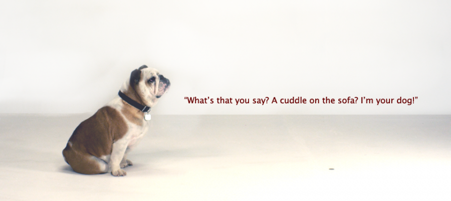 English Bulldog