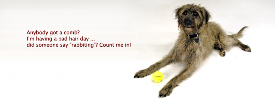 Lurcher