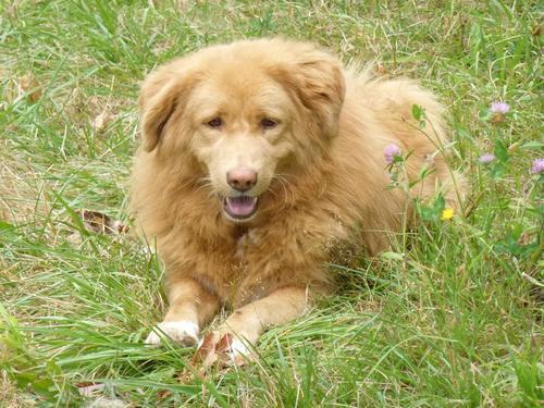 Flock Guardian Dog Mooli