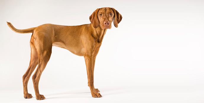 Vizsla