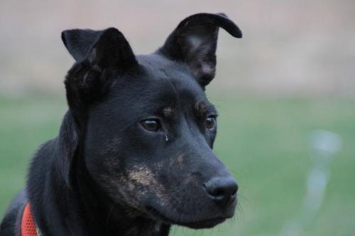Kodi