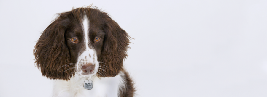 English Springer Spaniel