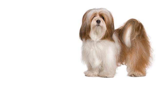 Lhasa Apso