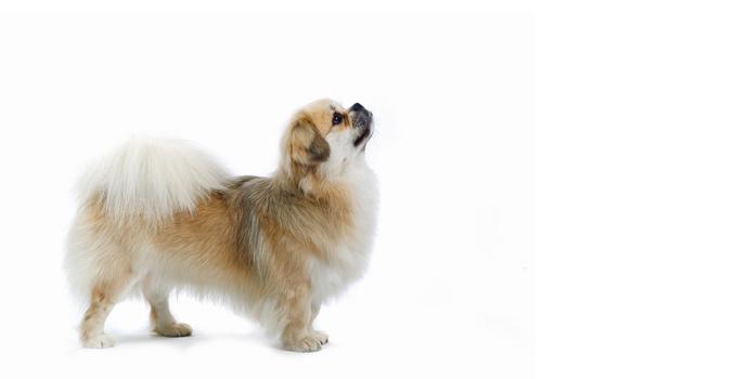 Tibetan Spaniel