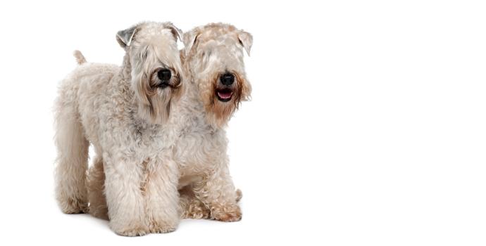 Soft Coated Wheaten Terrier