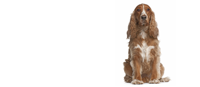 American Cocker Spaniel