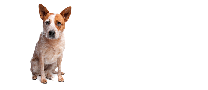 Australian Cattle Dog