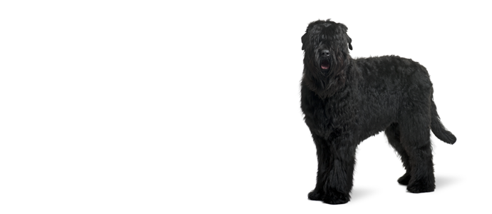 Russian Black Terrier