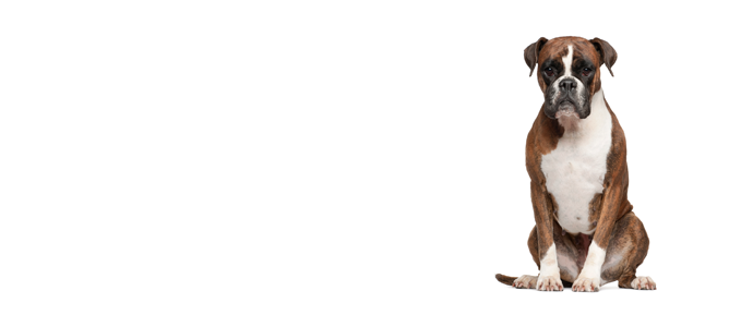 Boxer