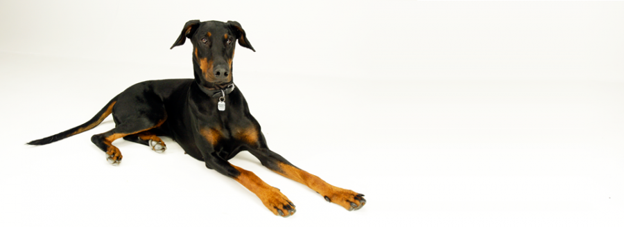 Doberman Pinscher