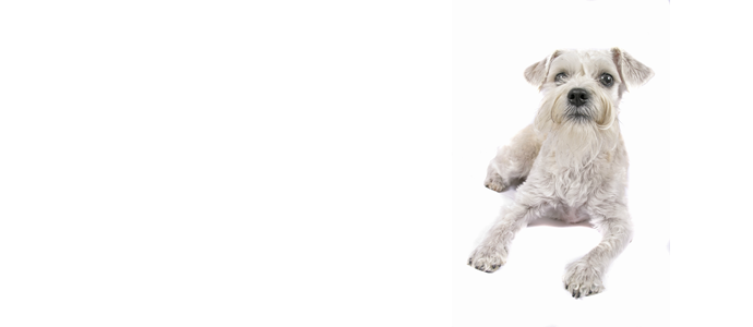 Schnoodle