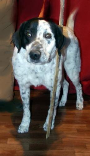 Mutt-lee