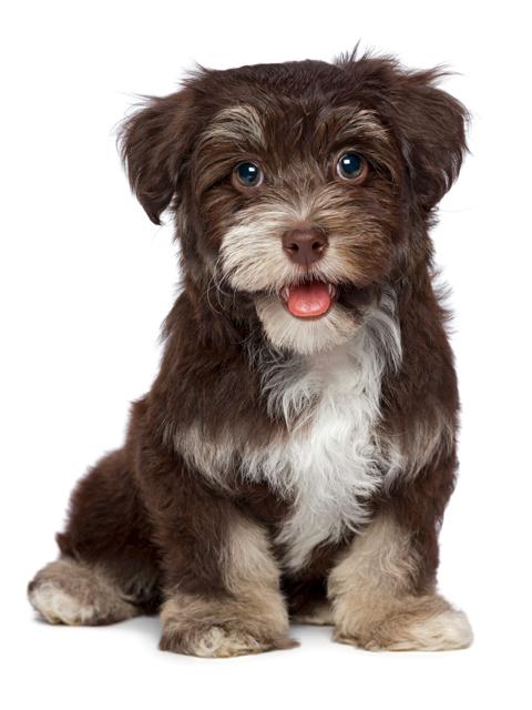 Havanese Dogs Full Grown - Goldenacresdogs.com