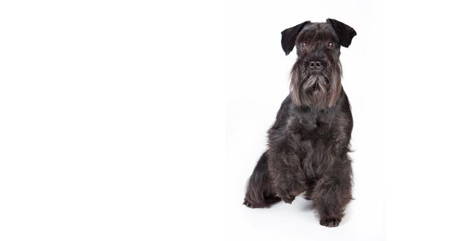 Standard Schnauzer