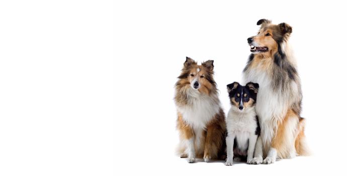Shetland Sheepdog
