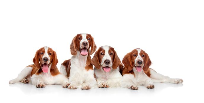 Welsh Springer Spaniel