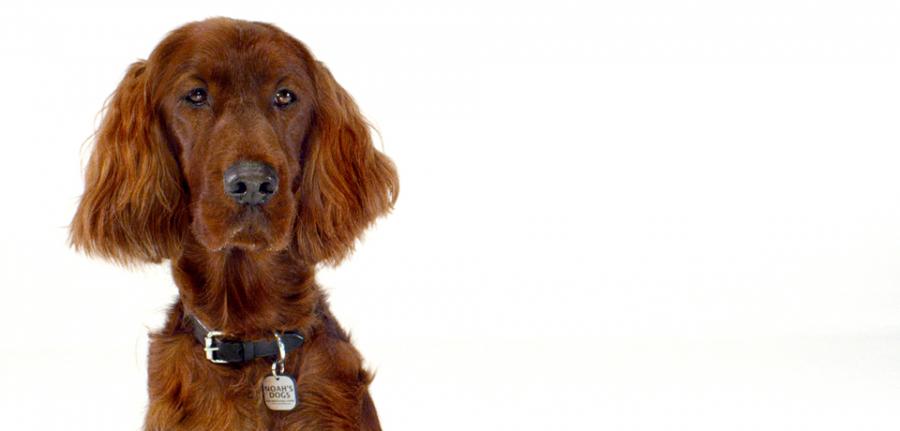 Irish Setter