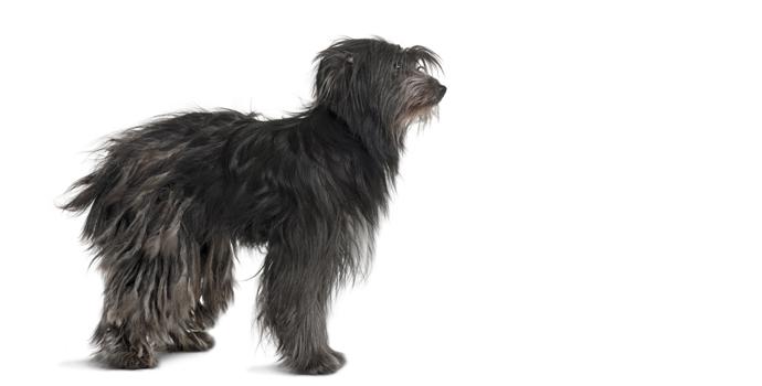 Pyrenean sheep dog long haired