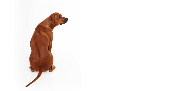 Rhodesian Ridgeback