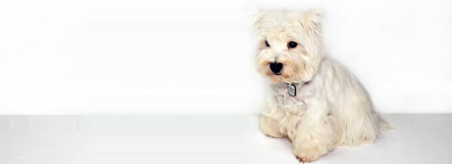 West Highland Terrier