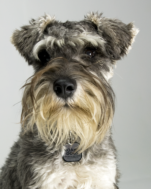 grumpy schnauzer