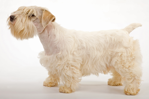 sealyham terrier not