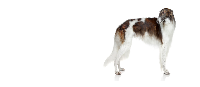 Borzoi