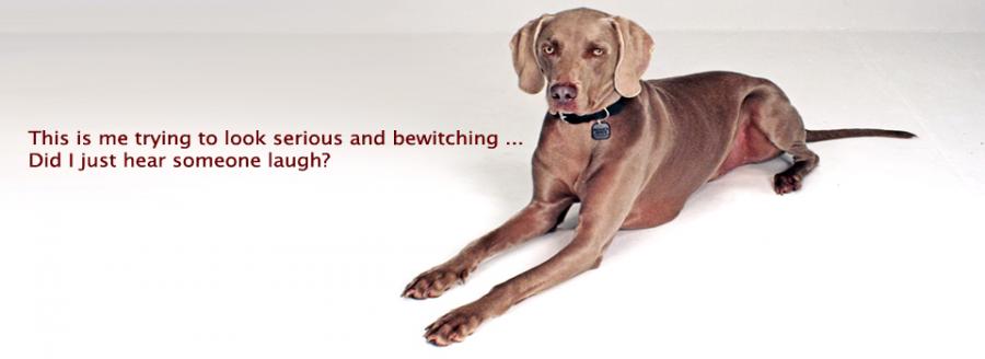 WEIMARANER