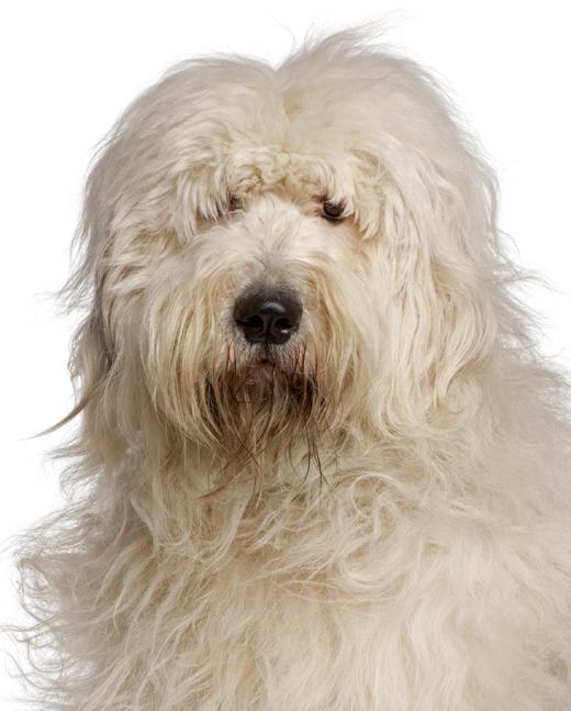 Old English Sheepdog Dog Breed Information