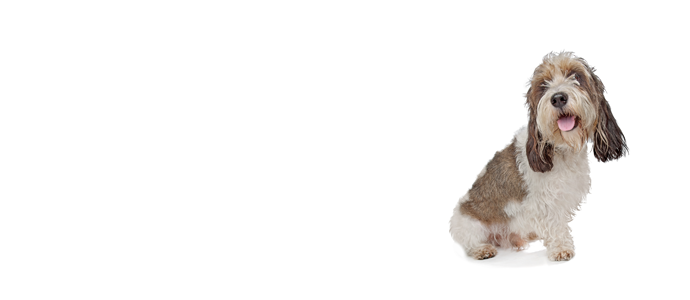 Petit Basset Griffon Vendeen
